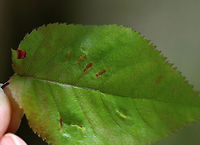 Galls (Blaesodiplosis sp.) on Shadbush (Amelanchier sp.) Topside of the leaf. The galls were on the underside.<br />
<br />
Habitat: Deciduous forest near a pond<br />
https://www.jungledragon.com/image/79115/tree_with_galls.html<br />
https://www.jungledragon.com/image/79113/galls.html<br />
https://www.jungledragon.com/image/79112/gall.html<br />
https://www.jungledragon.com/image/79116/leaves_with_galls.html Geotagged,Spring,United States,galls