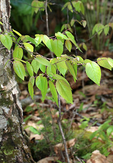 Shadbush (Amelanchier sp.) with Galls (Blaesodiplosis sp.) This is the tree that had the galls on its leaves.

Habitat: Deciduous forest near a pond
https://www.jungledragon.com/image/79112/gall.html
https://www.jungledragon.com/image/79116/leaves_with_galls.html
https://www.jungledragon.com/image/79114/galls.html
https://www.jungledragon.com/image/79113/galls.html Geotagged,Spring,United States,galls