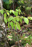 Shadbush (Amelanchier sp.) with Galls (Blaesodiplosis sp.) This is the tree that had the galls on its leaves.<br />
<br />
Habitat: Deciduous forest near a pond<br />
https://www.jungledragon.com/image/79112/gall.html<br />
https://www.jungledragon.com/image/79116/leaves_with_galls.html<br />
https://www.jungledragon.com/image/79114/galls.html<br />
https://www.jungledragon.com/image/79113/galls.html Geotagged,Spring,United States,galls