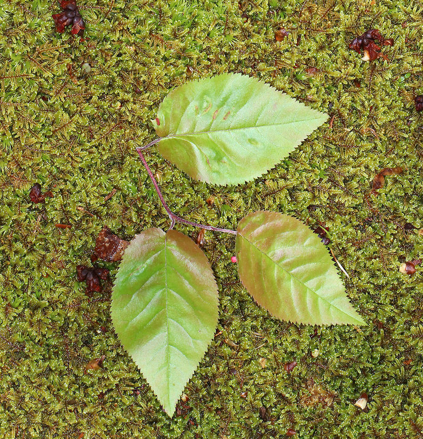 Shadbush leaves (Amelanchier sp.) with Galls (Blaesodiplosis sp.) These are the leaves that had galls.<br />
<br />
Habitat: Deciduous forest near a pond<br />
<figure class="photo"><a href="https://www.jungledragon.com/image/79112/gall_blaesodiplosis_sp._on_shadbush_amelanchier_sp.html" title="Gall (Blaesodiplosis sp.) on Shadbush (Amelanchier sp.)"><img src="https://s3.amazonaws.com/media.jungledragon.com/images/3232/79112_thumb.jpg?AWSAccessKeyId=05GMT0V3GWVNE7GGM1R2&Expires=1759968010&Signature=eodm9MPZf46OAf6e%2F%2BuTQEa4b0I%3D" width="200" height="162" alt="Gall (Blaesodiplosis sp.) on Shadbush (Amelanchier sp.) Isn&#039;t this gall so pretty?! I spotted it near the end of a long hike and nearly missed it as my one goal was to get back to the car and enjoy air conditioning and heated seats. I&#039;m glad I stopped for the galls though - they were so unusual. <br />
<br />
Thanks to Charley Eiseman, I have a genus-level ID for this gall! <br />
https://www.jungledragon.com/image/79116/leaves_with_galls.html<br />
https://www.jungledragon.com/image/79115/tree_with_galls.html<br />
https://www.jungledragon.com/image/79114/galls.html<br />
https://www.jungledragon.com/image/79113/galls.html<br />
<br />
Habitat: Deciduous forest near a pond Amelanchier,Blaesodiplosis,Geotagged,Spring,United States,gall,gall midge" /></a></figure><br />
<figure class="photo"><a href="https://www.jungledragon.com/image/79115/shadbush_amelanchier_sp._with_galls_blaesodiplosis_sp.html" title="Shadbush (Amelanchier sp.) with Galls (Blaesodiplosis sp.)"><img src="https://s3.amazonaws.com/media.jungledragon.com/images/3232/79115_thumb.jpg?AWSAccessKeyId=05GMT0V3GWVNE7GGM1R2&Expires=1759968010&Signature=DhRkMN1%2B2HBbF5k3dbMEXq0i%2BHw%3D" width="106" height="152" alt="Shadbush (Amelanchier sp.) with Galls (Blaesodiplosis sp.) This is the tree that had the galls on its leaves.<br />
<br />
Habitat: Deciduous forest near a pond<br />
https://www.jungledragon.com/image/79112/gall.html<br />
https://www.jungledragon.com/image/79116/leaves_with_galls.html<br />
https://www.jungledragon.com/image/79114/galls.html<br />
https://www.jungledragon.com/image/79113/galls.html Geotagged,Spring,United States,galls" /></a></figure><br />
<figure class="photo"><a href="https://www.jungledragon.com/image/79113/galls_blaesodiplosis_sp._on_shadbush_amelanchier_sp.html" title="Galls (Blaesodiplosis sp.) on Shadbush (Amelanchier sp.)"><img src="https://s3.amazonaws.com/media.jungledragon.com/images/3232/79113_thumb.jpg?AWSAccessKeyId=05GMT0V3GWVNE7GGM1R2&Expires=1759968010&Signature=5ZWVgfAuOhSyF%2FY1epAqnoOlTak%3D" width="200" height="158" alt="Galls (Blaesodiplosis sp.) on Shadbush (Amelanchier sp.) Aren&#039;t these galls so pretty?! I spotted it near the end of a long hike and nearly missed it as my one goal was to get back to the car and enjoy air conditioning and heated seats. I&#039;m glad I stopped for the galls though - they were so unusual. <br />
<br />
Habitat: Deciduous forest near a pond<br />
https://www.jungledragon.com/image/79114/galls.html<br />
https://www.jungledragon.com/image/79115/tree_with_galls.html<br />
https://www.jungledragon.com/image/79116/leaves_with_galls.html<br />
https://www.jungledragon.com/image/79112/gall.html Geotagged,Spring,United States,galls" /></a></figure><br />
<figure class="photo"><a href="https://www.jungledragon.com/image/79114/galls_blaesodiplosis_sp._on_shadbush_amelanchier_sp.html" title="Galls (Blaesodiplosis sp.) on Shadbush (Amelanchier sp.)"><img src="https://s3.amazonaws.com/media.jungledragon.com/images/3232/79114_thumb.jpg?AWSAccessKeyId=05GMT0V3GWVNE7GGM1R2&Expires=1759968010&Signature=r1E7%2B6dIaQqWFCjKeDydSaWRCOk%3D" width="200" height="146" alt="Galls (Blaesodiplosis sp.) on Shadbush (Amelanchier sp.) Topside of the leaf. The galls were on the underside.<br />
<br />
Habitat: Deciduous forest near a pond<br />
https://www.jungledragon.com/image/79115/tree_with_galls.html<br />
https://www.jungledragon.com/image/79113/galls.html<br />
https://www.jungledragon.com/image/79112/gall.html<br />
https://www.jungledragon.com/image/79116/leaves_with_galls.html Geotagged,Spring,United States,galls" /></a></figure> Geotagged,Spring,United States,galls