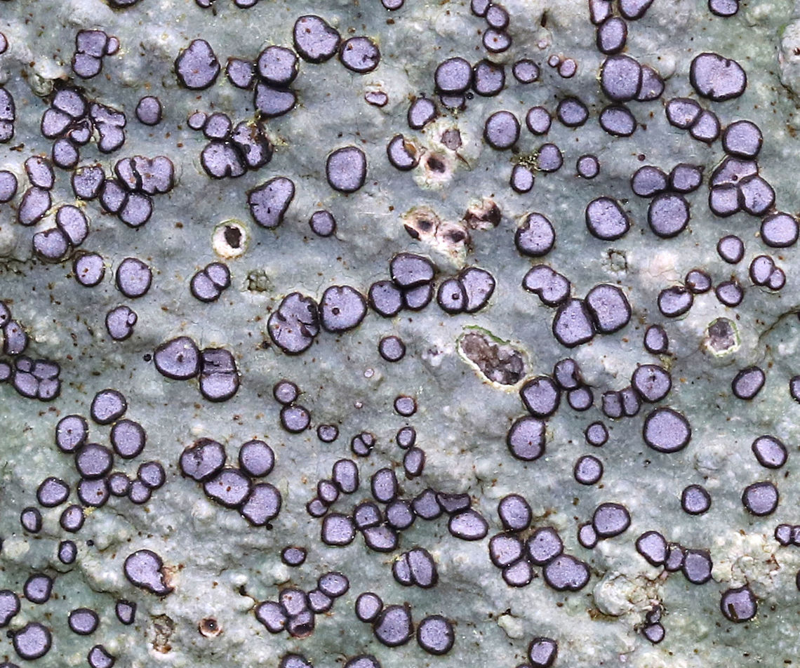 Smoky-eye Boulder Lichen - Porpidia albocaerulescens This crustose lichen had such beautiful, lavender-blue apothecia and was completely stunning!<br />
<br />
The apothecia were rimmed with black/dark blue and the thallus was bluish gray. <br />
<br />
Habitat: On the shady side of a large boulder in a mixed forest<br />
<figure class="photo"><a href="https://www.jungledragon.com/image/79155/smoky-eye_boulder_lichen_-_porpidia_albocaerulescens.html" title="Smoky-eye Boulder Lichen - Porpidia albocaerulescens"><img src="https://s3.amazonaws.com/media.jungledragon.com/images/3232/79155_thumb.jpg?AWSAccessKeyId=05GMT0V3GWVNE7GGM1R2&Expires=1759968010&Signature=MB76aiwgPGJeRfXX%2F1D%2FWQYwK1Y%3D" width="200" height="134" alt="Smoky-eye Boulder Lichen - Porpidia albocaerulescens This crustose lichen had such beautiful, lavender-blue apothecia and was completely stunning!<br />
<br />
The apothecia were rimmed with black/dark blue and the thallus was bluish gray. <br />
<br />
Habitat: On the shady side of a large boulder in a mixed forest<br />
https://www.jungledragon.com/image/79154/smoky-eye_boulder_lichen_-_porpidia_albocaerulescens.html Geotagged,Lichen,Porpidia Lichen,Porpidia albocaerulescens,Spring,United States" /></a></figure> Geotagged,Porpidia Lichen,Porpidia albocaerulescens,Spring,United States,lichen