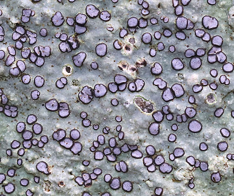 Smoky-eye Boulder Lichen - Porpidia albocaerulescens This crustose lichen had such beautiful, lavender-blue apothecia and was completely stunning!

The apothecia were rimmed with black/dark blue and the thallus was bluish gray. 

Habitat: On the shady side of a large boulder in a mixed forest
https://www.jungledragon.com/image/79155/smoky-eye_boulder_lichen_-_porpidia_albocaerulescens.html Geotagged,Porpidia Lichen,Porpidia albocaerulescens,Spring,United States,lichen