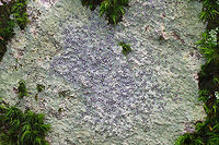 Smoky-eye Boulder Lichen - Porpidia albocaerulescens This crustose lichen had such beautiful, lavender-blue apothecia and was completely stunning!<br />
<br />
The apothecia were rimmed with black/dark blue and the thallus was bluish gray. <br />
<br />
Habitat: On the shady side of a large boulder in a mixed forest<br />
https://www.jungledragon.com/image/79154/smoky-eye_boulder_lichen_-_porpidia_albocaerulescens.html Geotagged,Lichen,Porpidia Lichen,Porpidia albocaerulescens,Spring,United States