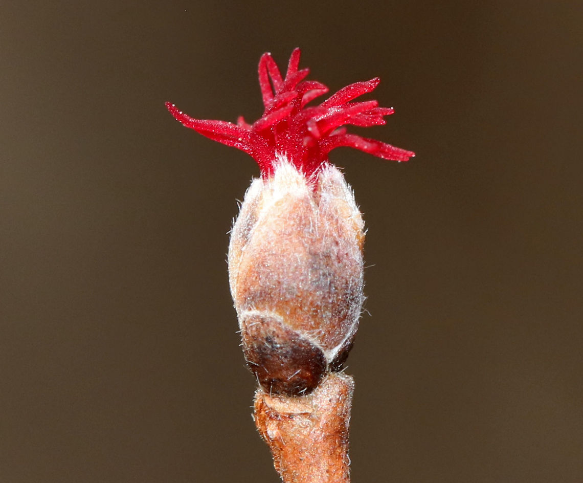 American Hazelnut - Corylus americana These flowers were gorgeous! ID is tentative.<br />
<br />
Habitat: Deciduous forest at the edge of a meadow<br />
<figure class="photo"><a href="https://www.jungledragon.com/image/79158/american_hazelnut_-_corylus_americana.html" title="American Hazelnut - Corylus americana"><img src="https://s3.amazonaws.com/media.jungledragon.com/images/3232/79158_thumb.jpg?AWSAccessKeyId=05GMT0V3GWVNE7GGM1R2&Expires=1767225610&Signature=dhsagnt5M0xLG3DkI5HzHO0E6dQ%3D" width="120" height="152" alt="American Hazelnut - Corylus americana These flowers were gorgeous! ID is tentative.<br />
<br />
Habitat: Deciduous forest at the edge of a meadow<br />
https://www.jungledragon.com/image/79156/red_bud.html<br />
 American hazelnut,Corylus americana,Geotagged,Spring,United States,bud" /></a></figure><br />
 American hazelnut,Corylus,Corylus americana,Geotagged,Spring,United States,bud,flower