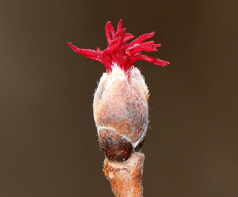 American Hazelnut - Corylus americana These flowers were gorgeous! ID is tentative.

Habitat: Deciduous forest at the edge of a meadow
https://www.jungledragon.com/image/79158/red_bud.html
 American hazelnut,Corylus,Corylus americana,Geotagged,Spring,United States,bud,flower