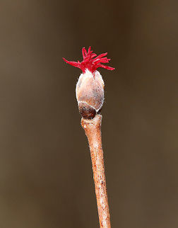 American Hazelnut - Corylus americana These flowers were gorgeous! ID is tentative.

Habitat: Deciduous forest at the edge of a meadow
https://www.jungledragon.com/image/79156/red_bud.html
 American hazelnut,Corylus americana,Geotagged,Spring,United States,bud