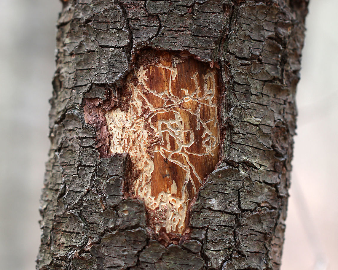 Beetle Galleries I spotted this tree from a trail going through a pine forest. I'm guessing a woodpecker pulled the back off the tree, but it is possible that a human did it. These look like beetle galleries to me, but I'm not sure what kind.<br />
<br />
Habitat: Pine forest Geotagged,Spring,United States,beetle galleries,galleries