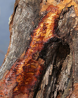 Fresh Beaver Marks on Tree This is the perfect example of my luck photographing mammals! I see them fairly frequently, but can never get shots of them. They either hear me before I can get close enough, or I freeze when seeing them and don't manage to get a shot.  The tree in this photo had fresh beaver claw and tooth marks on it, and the beaver scampered away at my approach. I was so close!
Beavers are incredible animals. They are determined, hard-working engineers and sometimes pests. Their teeth grow continuously during their life and they eat . They eat leaves, bark, twigs, ferns, shrubs, water plants, grass, and fish. 
Habitat: Tree on the edge of a pond. Beaver lodge and food plots were nearby.
Slightly older marks:
https://www.jungledragon.com/image/79167/fresh_beaver_marks_on_tree.html Castor canadensis,Geotagged,Spring,United States,beaver,castor,signs of wildlife