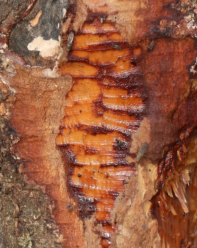 Fresh Beaver Marks on Tree This is the perfect example of my luck photographing mammals! I see them fairly frequently, but can never get shots of them. They either hear me before I can get close enough, or I freeze when seeing them and don&#039;t manage to get a shot. The tree in this photo had fresh beaver claw and tooth marks on it, and the beaver scampered away at my approach. I was so close!<br />
<br />
Beavers are incredible animals. They are determined, hard-working engineers and sometimes pests. Their teeth grow continuously during their life and they eat . They eat leaves, bark, twigs, ferns, shrubs, water plants, grass, and fish. <br />
<br />
Habitat: Tree on the edge of a pond. Beaver lodge and food plots were nearby.<br />
<br />
These marks were a bit older than the ones seen below, and were on a nearby tree:<br />
<figure class="photo"><a href="https://www.jungledragon.com/image/79166/fresh_beaver_marks_on_tree.html" title="Fresh Beaver Marks on Tree"><img src="https://s3.amazonaws.com/media.jungledragon.com/images/3232/79166_thumb.jpg?AWSAccessKeyId=05GMT0V3GWVNE7GGM1R2&Expires=1759968010&Signature=jrHcJDGafMJC6%2BkfCLQoOqZ91VM%3D" width="122" height="152" alt="Fresh Beaver Marks on Tree This is the perfect example of my luck photographing mammals! I see them fairly frequently, but can never get shots of them. They either hear me before I can get close enough, or I freeze when seeing them and don&#039;t manage to get a shot.  The tree in this photo had fresh beaver claw and tooth marks on it, and the beaver scampered away at my approach. I was so close!<br />
<br />
Beavers are incredible animals. They are determined, hard-working engineers and sometimes pests. Their teeth grow continuously during their life and they eat . They eat leaves, bark, twigs, ferns, shrubs, water plants, grass, and fish. <br />
<br />
Habitat: Tree on the edge of a pond. Beaver lodge and food plots were nearby.<br />
<br />
Slightly older marks:<br />
https://www.jungledragon.com/image/79167/fresh_beaver_marks_on_tree.html Castor canadensis,Geotagged,Spring,United States,beaver,castor,signs of wildlife" /></a></figure> Geotagged,Spring,United States