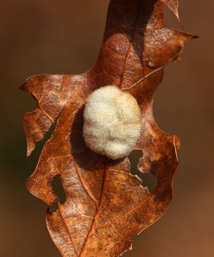 Woolly Oak Gall - Callirhytis lanata Fuzzy, dingy cream-colored, detachable galls on the leaves of oak (Quercus sp.). The galls drop off the leaves in October, and the adults emerge in the second, third, or fourth spring.<br />
<br />
Habitat: Oak saplings in a meadow. They always have galls on them, yet the trees continue to slowly grow. Callirhytis lanata,Geotagged,Spring,United States,Woolly Oak Gall,gall,oak gall