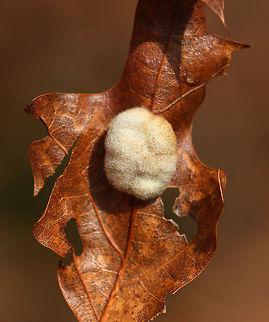 Woolly Oak Gall - Callirhytis lanata Fuzzy, dingy cream-colored, detachable galls on the leaves of oak (Quercus sp.). The galls drop off the leaves in October, and the adults emerge in the second, third, or fourth spring.

Habitat: Oak saplings in a meadow. They always have galls on them, yet the trees continue to slowly grow. Callirhytis lanata,Geotagged,Spring,United States,Woolly Oak Gall,gall,oak gall