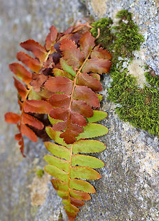 Ferns These beautiful ferns were growing out of a mossy crack in a rock.

I'm not yet sure what they are - maybe a polypody fern or Asplenium sp.?

Habitat: Damp, deciduous forest
https://www.jungledragon.com/image/79170/ferns.html Geotagged,Spring,United States,fern,ferns