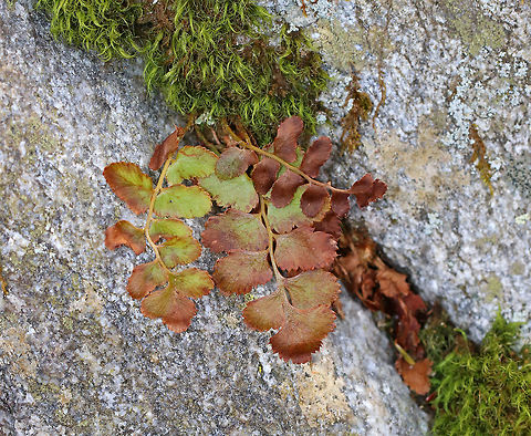 Ferns These beautiful ferns were growing out of a mossy crack in a rock.

I'm not yet sure what they are - maybe a polypody fern or Asplenium sp.?

Habitat: Damp, deciduous forest
https://www.jungledragon.com/image/79169/ferns.html Geotagged,Spring,United States,fern,ferns