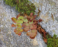 Ferns These beautiful ferns were growing out of a mossy crack in a rock.<br />
<br />
I'm not yet sure what they are - maybe a polypody fern or Asplenium sp.?<br />
<br />
Habitat: Damp, deciduous forest<br />
https://www.jungledragon.com/image/79169/ferns.html Geotagged,Spring,United States,fern,ferns