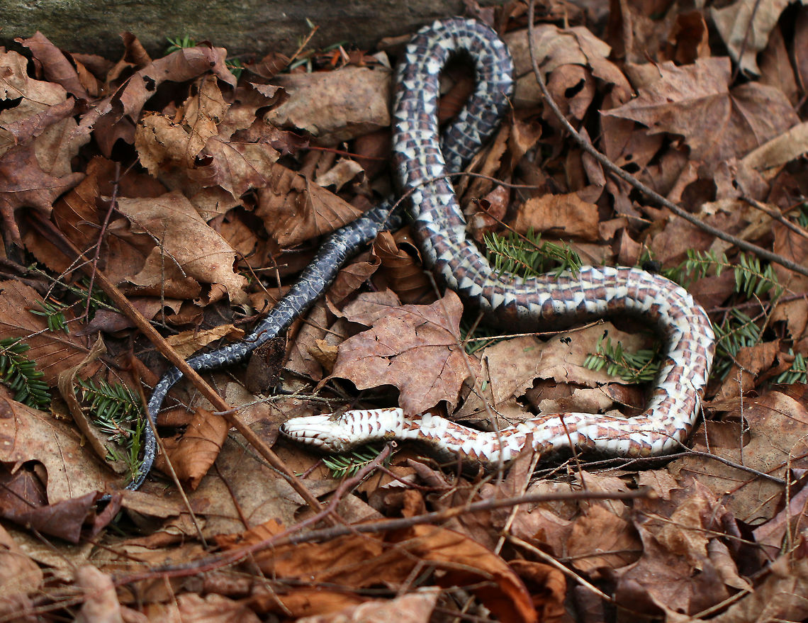 Northern Water Snake - Nerodia sipedon I was following a river through a forest, looking for animal sign, when I came across this dead snake. It was belly up and stiff. There wasn't any obvious wounds, but it had a few scattered spots on its dorsal surface where it looked like it had been hit or stomped. I don't know who did this, but I feel like it was probably a human. I assume most predators would eat the animal they kill and not leave it there to rot. But, people around here tend to fear snakes and assume this species is poisonous. It isn't though. Northern water snakes are peaceful and friendly snakes. I have found them dead several times in NW CT and am really tired of people's ignorance.<br />
<br />
Habitat: Streamside Geotagged,Nerodia sipedon,Northern Water Snake,Spring,United States,snake