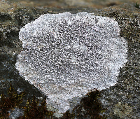 Lichen - Pertusaria sp. I think this might be Pertusaria plittiana, but am not sure yet.

Habitat: Mossy rock Geotagged,Pertusaria,Spring,United States,lichen