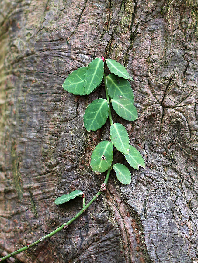 Fortune's Spindle - Euonymus fortunei This plant is invasive in CT and easily escapes cultivation. It is a semi-evergreen, vining shrub that becomes more woody with age.<br />
<br />
Habitat: Mixed forest; I found several trees with these vines growing on them.  Euonymus,Euonymus fortunei,Fortune's spindle,Geotagged,Spring,United States