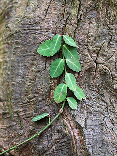 Fortune's Spindle - Euonymus fortunei This plant is invasive in CT and easily escapes cultivation. It is a semi-evergreen, vining shrub that becomes more woody with age.

Habitat: Mixed forest; I found several trees with these vines growing on them.  Euonymus,Euonymus fortunei,Fortune's spindle,Geotagged,Spring,United States