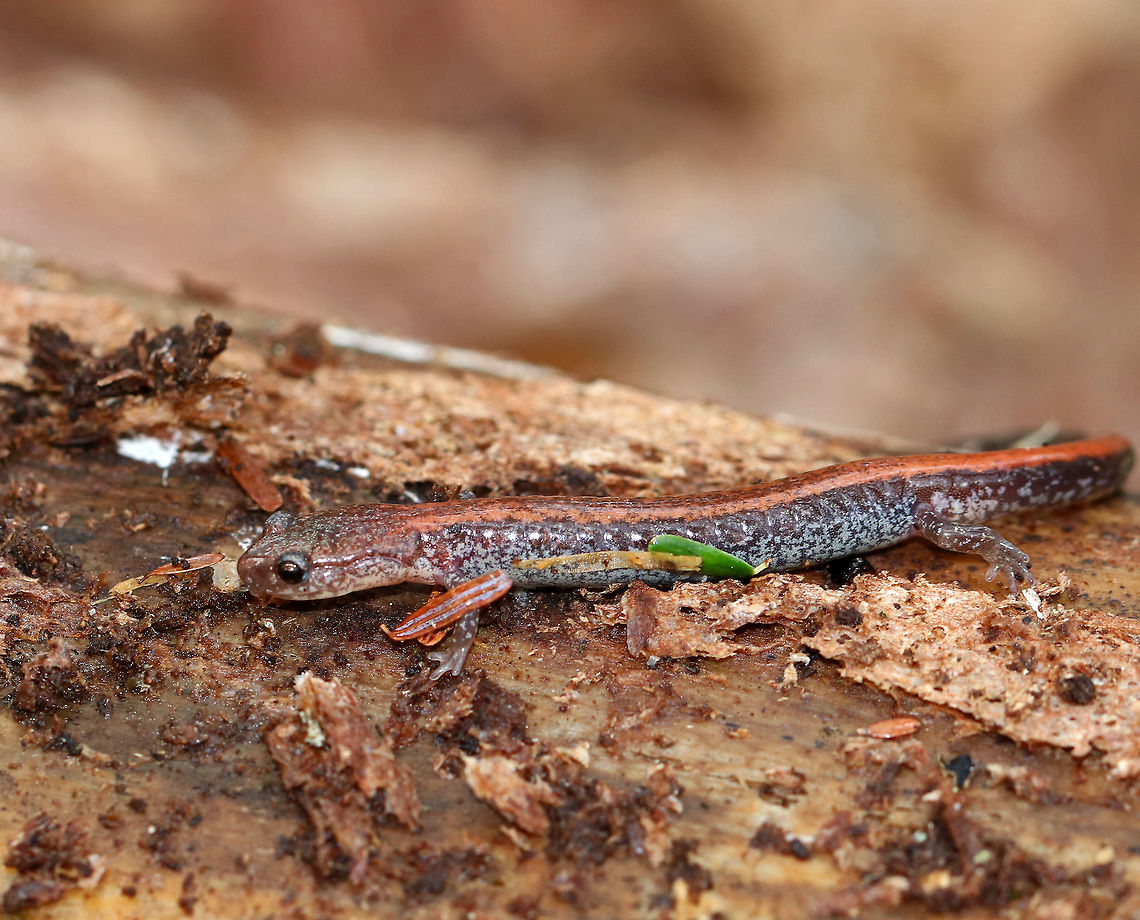 Red-backed Salamander - Plethodon cinereus This salamander had a brown body with a reddish stripe down the middle of its back. It was ~6 cm long. This species doesn&#039;t seem to like being handled at all, in my experience, so I admire them from a distance.<br />
<br />
Red-backed salamanders exhibit color polymorphism with two common color variations - the &#039;red-backed&#039; variety has a red dorsal stripe that tapers towards the tail and the &#039;lead-backed&#039; variety lacks most or all of the red pigmentation. The red-backed phase is not always red, but may actually be various other colors (yellow-backed, orange-backed, or white-backed). <br />
<br />
Habitat: Under rotting wood in a mixed forest. Geotagged,Plethodon cinereus,Red- backed salamander,Spring,United States,salamander