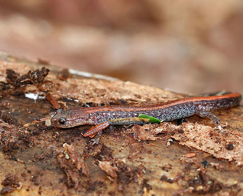 Red-backed Salamander - Plethodon cinereus This salamander had a brown body with a reddish stripe down the middle of its back. It was ~6 cm long. This species doesn't seem to like being handled at all, in my experience, so I admire them from a distance.

Red-backed salamanders exhibit color polymorphism with two common color variations - the 'red-backed' variety has a red dorsal stripe that tapers towards the tail and the 'lead-backed' variety lacks most or all of the red pigmentation. The red-backed phase is not always red, but may actually be various other colors (yellow-backed, orange-backed, or white-backed). 

Habitat: Under rotting wood in a mixed forest. Geotagged,Plethodon cinereus,Red- backed salamander,Spring,United States,salamander