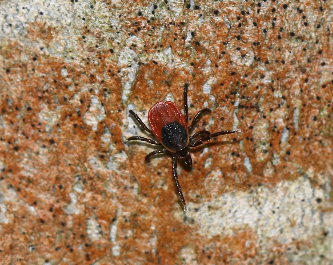 Blacklegged Tick (Female) - Ixodes scapularis I spotted this little lady on a tree! She was close to 5 feet up, which is unusual as they normally stay closer to the ground. I &quot;played&quot; with her a bit by blowing on her to make her quest (wave front legs in the air). <br />
<br />
Adult, female blacklegged (commonly called deer ticks) have black heads and dorsal shields, dark red abdomens, and 8 legs. <br />
<br />
Habitat: Spotted on a tree on the edge of a bog<br />
<br />
The lifecycle of blacklegged ticks generally lasts two years. During this time, they go through four life stages: egg, six-legged larva, eight-legged nymph, and eight-legged adult. They are three-host ticks, which means that they must have one bloodmeal during each life stage (larva, nymph, adult) in order to survive. In addition, blacklegged ticks are the main vector of Lyme disease in North America. They can also transmit other diseases such as Babesiosis, Powassan, and Anaplasmosis.<br />
<figure class="photo"><a href="https://www.jungledragon.com/image/79257/blacklegged_tick_female_questing_-_ixodes_scapularis.html" title="Blacklegged Tick (Female) Questing - Ixodes scapularis"><img src="https://s3.amazonaws.com/media.jungledragon.com/images/3232/79257_thumb.jpg?AWSAccessKeyId=05GMT0V3GWVNE7GGM1R2&Expires=1759968010&Signature=MSklpvCHYfU%2FKDn%2FUV%2FCfq%2FEKJY%3D" width="118" height="152" alt="Blacklegged Tick (Female) Questing - Ixodes scapularis I spotted this little lady on a tree! She was close to 5 feet up, which is unusual as they normally stay closer to the ground. I &quot;played&quot; with her a bit by blowing on her to make her quest (wave front legs in the air). <br />
<br />
Adult, female blacklegged (commonly called deer ticks) have black heads and dorsal shields, dark red abdomens, and 8 legs. <br />
<br />
Habitat: Spotted on a tree on the edge of a bog<br />
<br />
The lifecycle of blacklegged ticks generally lasts two years. During this time, they go through four life stages: egg, six-legged larva, eight-legged nymph, and eight-legged adult. They are three-host ticks, which means that they must have one bloodmeal during each life stage (larva, nymph, adult) in order to survive. In addition, blacklegged ticks are the main vector of Lyme disease in North America. They can also transmit other diseases such as Babesiosis, Powassan, and Anaplasmosis.<br />
https://www.jungledragon.com/image/79256/blacklegged_tick_female_-_ixodes_scapularis.html Geotagged,Ixodes scapularis,Spring,United States,deer tick,questing,questing tick,tick" /></a></figure> Geotagged,Ixodes scapularis,Spring,United States,blacklegged tick,deer tick,tick