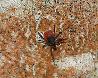 Blacklegged Tick (Female) - Ixodes scapularis I spotted this little lady on a tree! She was close to 5 feet up, which is unusual as they normally stay closer to the ground. I "played" with her a bit by blowing on her to make her quest (wave front legs in the air). <br />
<br />
Adult, female blacklegged (commonly called deer ticks) have black heads and dorsal shields, dark red abdomens, and 8 legs. <br />
<br />
Habitat: Spotted on a tree on the edge of a bog<br />
<br />
The lifecycle of blacklegged ticks generally lasts two years. During this time, they go through four life stages: egg, six-legged larva, eight-legged nymph, and eight-legged adult. They are three-host ticks, which means that they must have one bloodmeal during each life stage (larva, nymph, adult) in order to survive. In addition, blacklegged ticks are the main vector of Lyme disease in North America. They can also transmit other diseases such as Babesiosis, Powassan, and Anaplasmosis.<br />
https://www.jungledragon.com/image/79257/blacklegged_tick_female_questing_-_ixodes_scapularis.html Geotagged,Ixodes scapularis,Spring,United States,blacklegged tick,deer tick,tick