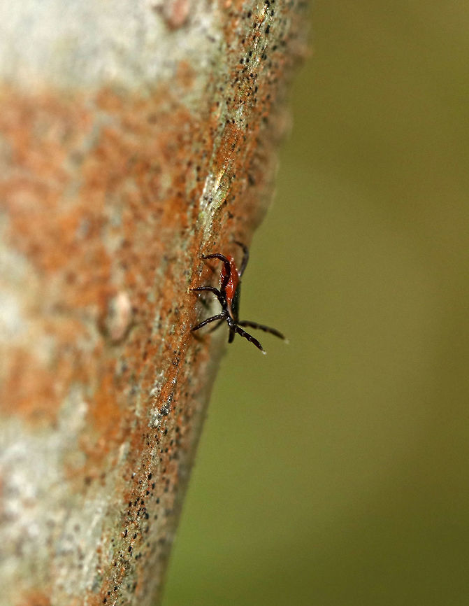 Blacklegged Tick (Female) Questing - Ixodes scapularis I spotted this little lady on a tree! She was close to 5 feet up, which is unusual as they normally stay closer to the ground. I "played" with her a bit by blowing on her to make her quest (wave front legs in the air). <br />
<br />
Adult, female blacklegged (commonly called deer ticks) have black heads and dorsal shields, dark red abdomens, and 8 legs. <br />
<br />
Habitat: Spotted on a tree on the edge of a bog<br />
<br />
The lifecycle of blacklegged ticks generally lasts two years. During this time, they go through four life stages: egg, six-legged larva, eight-legged nymph, and eight-legged adult. They are three-host ticks, which means that they must have one bloodmeal during each life stage (larva, nymph, adult) in order to survive. In addition, blacklegged ticks are the main vector of Lyme disease in North America. They can also transmit other diseases such as Babesiosis, Powassan, and Anaplasmosis.<br />
<figure class="photo"><a href="https://www.jungledragon.com/image/79256/blacklegged_tick_female_-_ixodes_scapularis.html" title="Blacklegged Tick (Female) - Ixodes scapularis"><img src="https://s3.amazonaws.com/media.jungledragon.com/images/3232/79256_thumb.jpg?AWSAccessKeyId=05GMT0V3GWVNE7GGM1R2&Expires=1770854410&Signature=nO1Ad%2F2skaPi1Z%2FduYCW6heHuHU%3D" width="200" height="160" alt="Blacklegged Tick (Female) - Ixodes scapularis I spotted this little lady on a tree! She was close to 5 feet up, which is unusual as they normally stay closer to the ground. I "played" with her a bit by blowing on her to make her quest (wave front legs in the air). <br />
<br />
Adult, female blacklegged (commonly called deer ticks) have black heads and dorsal shields, dark red abdomens, and 8 legs. <br />
<br />
Habitat: Spotted on a tree on the edge of a bog<br />
<br />
The lifecycle of blacklegged ticks generally lasts two years. During this time, they go through four life stages: egg, six-legged larva, eight-legged nymph, and eight-legged adult. They are three-host ticks, which means that they must have one bloodmeal during each life stage (larva, nymph, adult) in order to survive. In addition, blacklegged ticks are the main vector of Lyme disease in North America. They can also transmit other diseases such as Babesiosis, Powassan, and Anaplasmosis.<br />
https://www.jungledragon.com/image/79257/blacklegged_tick_female_questing_-_ixodes_scapularis.html Geotagged,Ixodes scapularis,Spring,United States,blacklegged tick,deer tick,tick" /></a></figure> Geotagged,Ixodes scapularis,Spring,United States,deer tick,questing,questing tick,tick