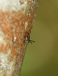 Blacklegged Tick (Female) Questing - Ixodes scapularis I spotted this little lady on a tree! She was close to 5 feet up, which is unusual as they normally stay closer to the ground. I "played" with her a bit by blowing on her to make her quest (wave front legs in the air). 

Adult, female blacklegged (commonly called deer ticks) have black heads and dorsal shields, dark red abdomens, and 8 legs. 

Habitat: Spotted on a tree on the edge of a bog

The lifecycle of blacklegged ticks generally lasts two years. During this time, they go through four life stages: egg, six-legged larva, eight-legged nymph, and eight-legged adult. They are three-host ticks, which means that they must have one bloodmeal during each life stage (larva, nymph, adult) in order to survive. In addition, blacklegged ticks are the main vector of Lyme disease in North America. They can also transmit other diseases such as Babesiosis, Powassan, and Anaplasmosis.
https://www.jungledragon.com/image/79256/blacklegged_tick_female_-_ixodes_scapularis.html Geotagged,Ixodes scapularis,Spring,United States,deer tick,questing,questing tick,tick