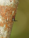 Blacklegged Tick (Female) Questing - Ixodes scapularis I spotted this little lady on a tree! She was close to 5 feet up, which is unusual as they normally stay closer to the ground. I "played" with her a bit by blowing on her to make her quest (wave front legs in the air). <br />
<br />
Adult, female blacklegged (commonly called deer ticks) have black heads and dorsal shields, dark red abdomens, and 8 legs. <br />
<br />
Habitat: Spotted on a tree on the edge of a bog<br />
<br />
The lifecycle of blacklegged ticks generally lasts two years. During this time, they go through four life stages: egg, six-legged larva, eight-legged nymph, and eight-legged adult. They are three-host ticks, which means that they must have one bloodmeal during each life stage (larva, nymph, adult) in order to survive. In addition, blacklegged ticks are the main vector of Lyme disease in North America. They can also transmit other diseases such as Babesiosis, Powassan, and Anaplasmosis.<br />
https://www.jungledragon.com/image/79256/blacklegged_tick_female_-_ixodes_scapularis.html Geotagged,Ixodes scapularis,Spring,United States,deer tick,questing,questing tick,tick