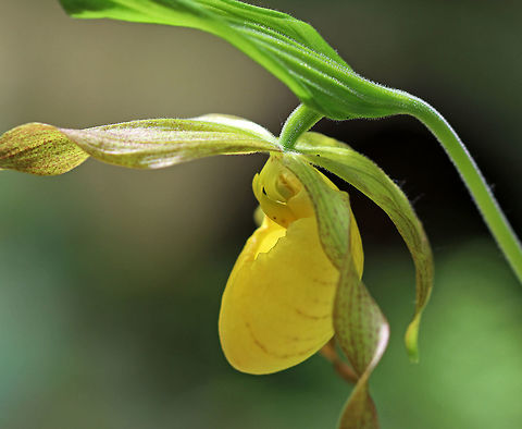 Greater Yellow Lady's Slipper - Cypripedium parviflorum I usually find these in early June, so they are a bit early this year!

Large, yellow flower on the end of a leafy stalk. Flowers have an inflated, yellow, pouch-shaped lip petal. 
This flower is listed as "Exploitably Vulnerable" in New York. This designation means that this species is likely to become threatened in the near future throughout its range if causal factors continue unchecked.

Habitat: Mostly coniferous forest Cypripedium parviflorum,Geotagged,Lady slipper,Spring,United States,Yellow lady's slipper