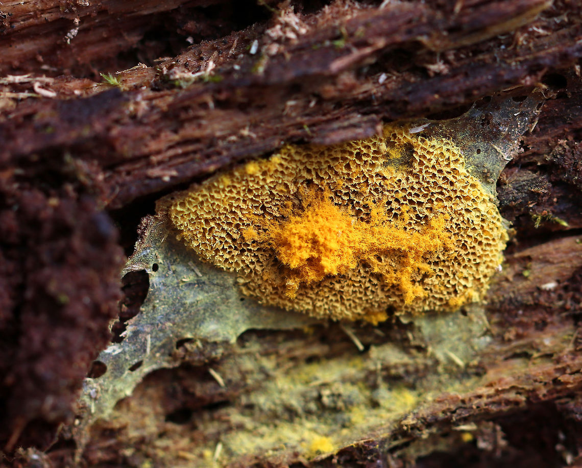 Slime Mold - Trichiales This looks to be either Hemitrichia sp. or  Trichia sp., but it's hard to tell from this one shot.<br />
<br />
Habitat: Under rotting wood in a mixed forest Geotagged,Hemitrichia,Spring,Trichiales,United States,slime mold,trichia