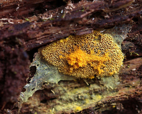 Slime Mold - Trichiales This looks to be either Hemitrichia sp. or  Trichia sp., but it's hard to tell from this one shot.

Habitat: Under rotting wood in a mixed forest Geotagged,Hemitrichia,Spring,Trichiales,United States,slime mold,trichia