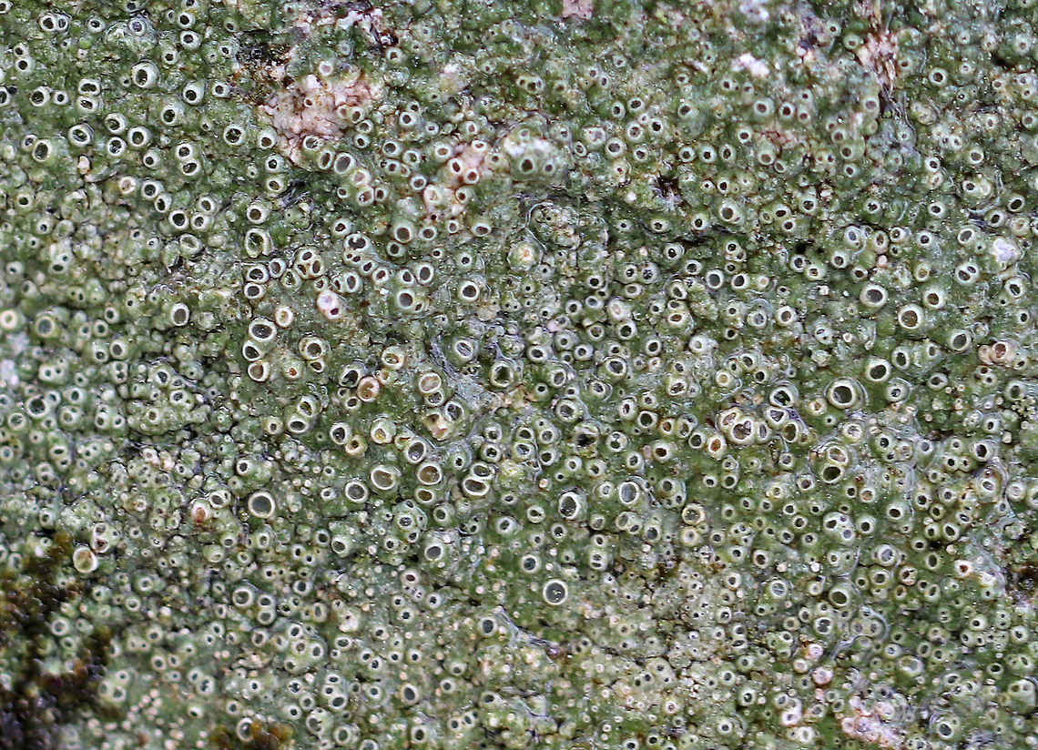 Lichen - Aspicilia sp. The apothecia on this lichen were very small and had raised edges. The thallus was grayish, but had a greenish tint. Some apothecia were brown, while others were more blackish.<br />
<br />
Habitat: Rock Aspicilia,Geotagged,Spring,United States,lichen