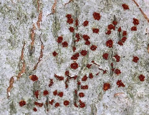Coral Spot - Nectria cinnabarina Nectria cinnabarina produces red pads (fruiting bodies) on the bark of hardwood trees. These pads release large volumes of spores that land on nearby branches, allowing the pathogen to establish itself in new locations. Once established, the fungus is very difficult to eradicate. It kills the bark, cambium, and outer sapwood as it obtains sugars from the host. 

Habitat: Mostly hardwood forest...On a hardwood tree. Nectria cinnabarina attacks over 90 different genera of woody plants!  Geotagged,Nectria cinnabarina,Spring,United States,fungus,nectria,nectria canker
