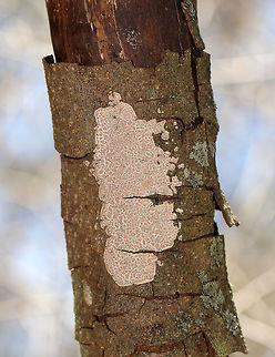 Aleurodiscus disciformis This crust fungus was growing on peeling bark

Habitat: Mixed forest; Growing on a snag Aleurodiscus disciformis,Geotagged,Spring,United States,crust fungus,fungus