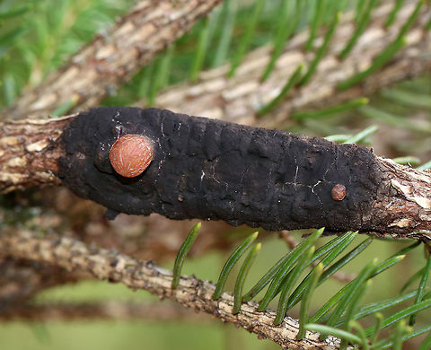 Unknown Fungus(?) I found this black stuff on a spruce tree branch in a meadow.  It looks like fungus, but I'm curious about what the blobs are. They might just be pitch. But, they could also be pitch masses caused by either a moth or midge. Some species that feed on conifer twigs overwinter or pupate inside pitch masses.  This same tree had Adelges abietis galls on it. 

Habitat: Spruce tree in a meadow Geotagged,Spring,United States,fungus,pitch,spruce