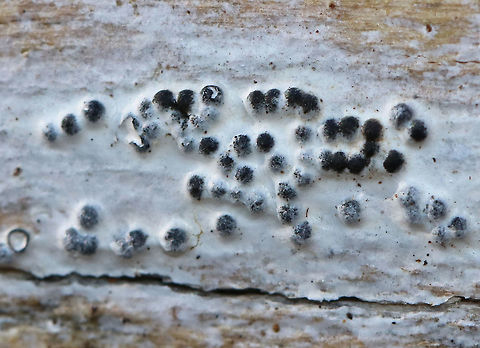 Fungus/Lichen? Habitat: Growing on decorticated, rotting wood in a wetland
https://www.jungledragon.com/image/79289/funguslichen.html Geotagged,United States,Winter,fungus,lichen