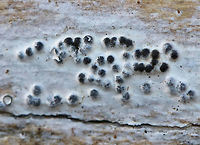 Fungus/Lichen? Habitat: Growing on decorticated, rotting wood in a wetland<br />
https://www.jungledragon.com/image/79289/funguslichen.html Geotagged,United States,Winter,fungus,lichen