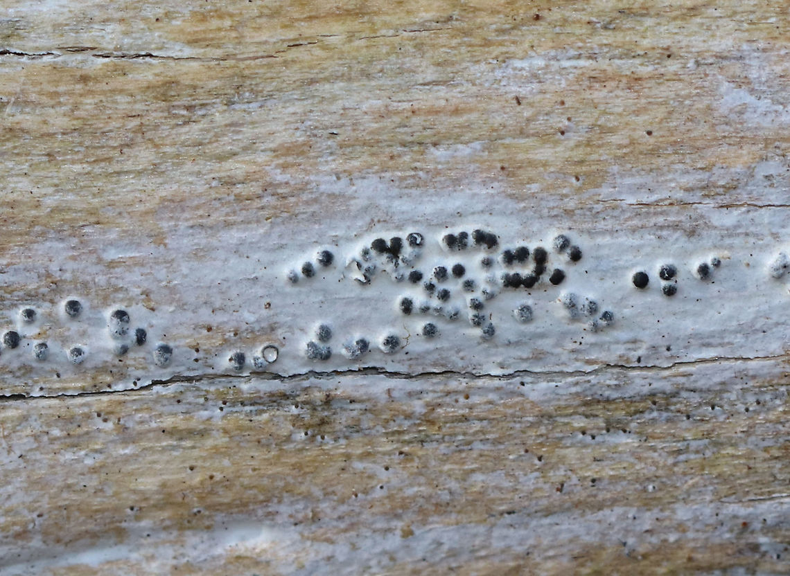 Fungus/Lichen? Habitat: Growing on decorticated, rotting wood in a wetland<br />
<figure class="photo"><a href="https://www.jungledragon.com/image/79288/funguslichen.html" title="Fungus/Lichen?"><img src="https://s3.amazonaws.com/media.jungledragon.com/images/3232/79288_thumb.jpg?AWSAccessKeyId=05GMT0V3GWVNE7GGM1R2&Expires=1770854410&Signature=jVk9lzbyMQO4IjZ8VxfwK%2BQWvao%3D" width="200" height="146" alt="Fungus/Lichen? Habitat: Growing on decorticated, rotting wood in a wetland<br />
https://www.jungledragon.com/image/79289/funguslichen.html Geotagged,United States,Winter,fungus,lichen" /></a></figure> Geotagged,United States,Winter