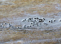 Fungus/Lichen? Habitat: Growing on decorticated, rotting wood in a wetland<br />
https://www.jungledragon.com/image/79288/funguslichen.html Geotagged,United States,Winter
