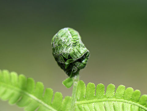 Serpentine Webworm - Herpetogramma aeglealis The serpentine webworm web together the tips of ferns (Polystichum sp.) for the larvae to develop in. 
Habitat: Polystichum sp. fern in a coniferous forest.
https://www.jungledragon.com/image/79291/serpentine_webworm_-_herpetogramma_aeglealis.html Geotagged,Herpetogramma,Herpetogramma aeglealis,Serpentine Webworm,Spring,United States,leaf roller,leaf tier,signs of wildlife,webworm