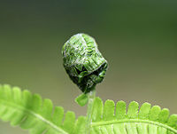 Serpentine Webworm - Herpetogramma aeglealis The serpentine webworm web together the tips of ferns (Polystichum sp.) for the larvae to develop in. <br />
<br />
Habitat: Polystichum sp. fern in a coniferous forest.<br />
https://www.jungledragon.com/image/79291/serpentine_webworm_-_herpetogramma_aeglealis.html Geotagged,Herpetogramma,Herpetogramma aeglealis,Serpentine Webworm,Spring,United States,leaf roller,leaf tier,signs of wildlife,webworm