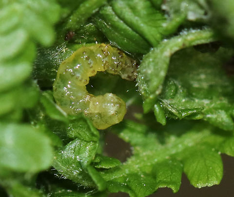 Serpentine Webworm - Herpetogramma aeglealis The serpentine webworm web together the tips of ferns (Polystichum sp.) for the larvae to develop in. 

Habitat: Polystichum sp. fern in a coniferous forest.
https://www.jungledragon.com/image/79290/serpentine_webworm_-_herpetogramma_aeglealis.html Caterpillar,Geotagged,Herpetogramma aeglealis,Spring,United States,larva
