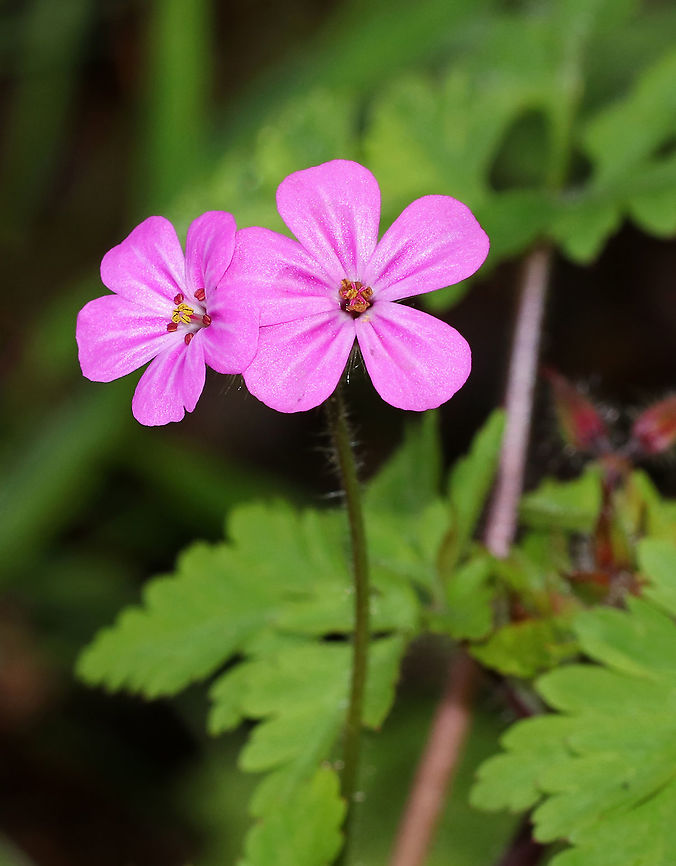 Herb-Robert - Geranium robertianum Pink flowers with 5 petals. Leaves are palmately divided into 3-5 lobed segments.<br />
<br />
Freshly picked, crushed leaves have a strong odor that resembles burning tires. If they are rubbed on the body, the smell is said to repel mosquitoes. I suspect that the smell would repel just about any creature. The active ingredients are tannins, a bitter compound called geraniin, and essential oils.  Geotagged,Geranium,Geranium robertianum,Herb Robert,Spring,United States