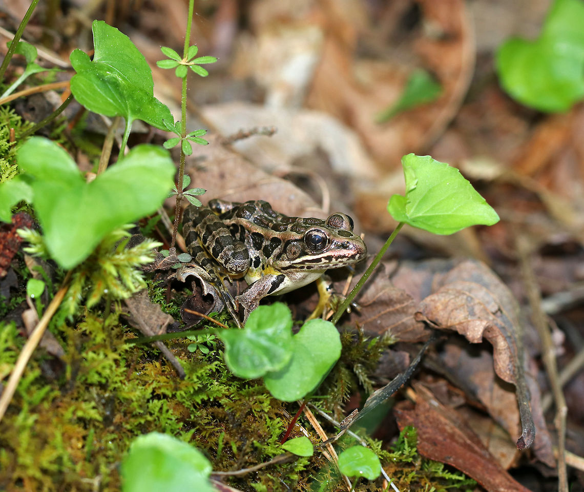 Pickerel Frog - Lithobates palustris A smooth-skinned frog, with dorsal brown rectangular blotches, which are arranged in two rows. It has bright yellow spots on its legs and belly.<br />
<br />
Habitat: wetland Geotagged,Lithobates palustris,Pickerel frog,Spring,United States,frog