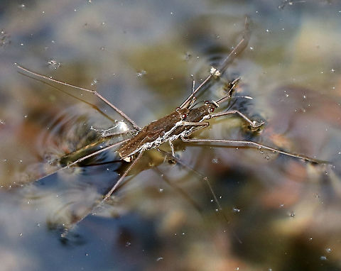 Common Water Strider - Aquarius remigis TL: ~15 mm.  This area was full of water striders, and like this pair, most were mating.  Most A. remigis adults are wingless.

Habitat: Stream and pond in a wetland

Water striders are assisted in walking on water by water-repellent hairs on their feet. They also have claws inserted up above the foot, rather than at the end of the foot. The surface of the water is like a spider's web for water striders. If any unlucky insect breaks the surface tension of the water, it sends a ripple across the surface, thus attracting these super fast insects to race over and eat the unfortunate insect. Aquarius remigis,Geotagged,Gerridae,Spring,United States,common water strider,water strider