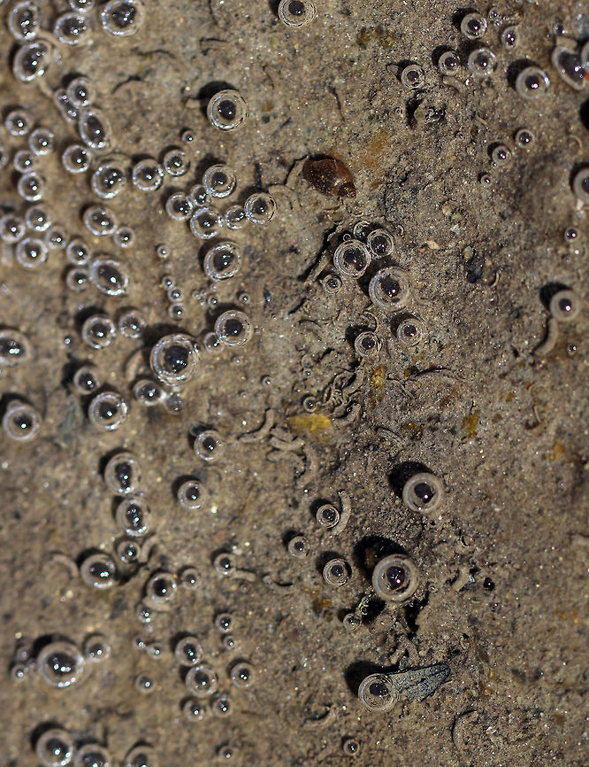 Pond Edge There are several things going on in this photo. <br />
<br />
1.Black dots with circles around them. A lot of people mistake these for frog eggs, but they are just bubbles. As the shallow parts of the pond heat up in the spring, algae grow and bacteria decompose organic matter. These activities can produce bubbles.<br />
<br />
2. Tiny sand tubes. These are made by aquatic insects, possibly tube-making caddisflies (Psychomyiidae).<br />
<br />
3. Snail - probably enjoying slurping up the muck<br />
<br />
Habitat: Still, woodland pond  Geotagged,Spring,United States,aquatic tubes,pond,snail,tubes