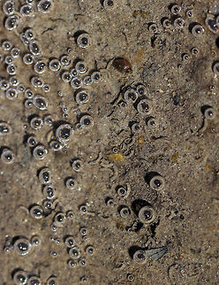 Pond Edge There are several things going on in this photo. 

1.Black dots with circles around them. A lot of people mistake these for frog eggs, but they are just bubbles. As the shallow parts of the pond heat up in the spring, algae grow and bacteria decompose organic matter. These activities can produce bubbles.

2. Tiny sand tubes. These are made by aquatic insects, possibly tube-making caddisflies (Psychomyiidae).

3. Snail - probably enjoying slurping up the muck

Habitat: Still, woodland pond  Geotagged,Spring,United States,aquatic tubes,pond,snail,tubes