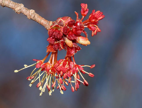 Red Maple Flowers - Acer rubrum Red maple is one of the first trees to flower in early spring. The flowers are followed by two-winged samaras, aka helicopters, which are fun to stick on your nose.

Habitat: Deciduous forest Acer rubrum,Geotagged,Red Maple,Spring,United States,acer,buds,red,red maple flowers