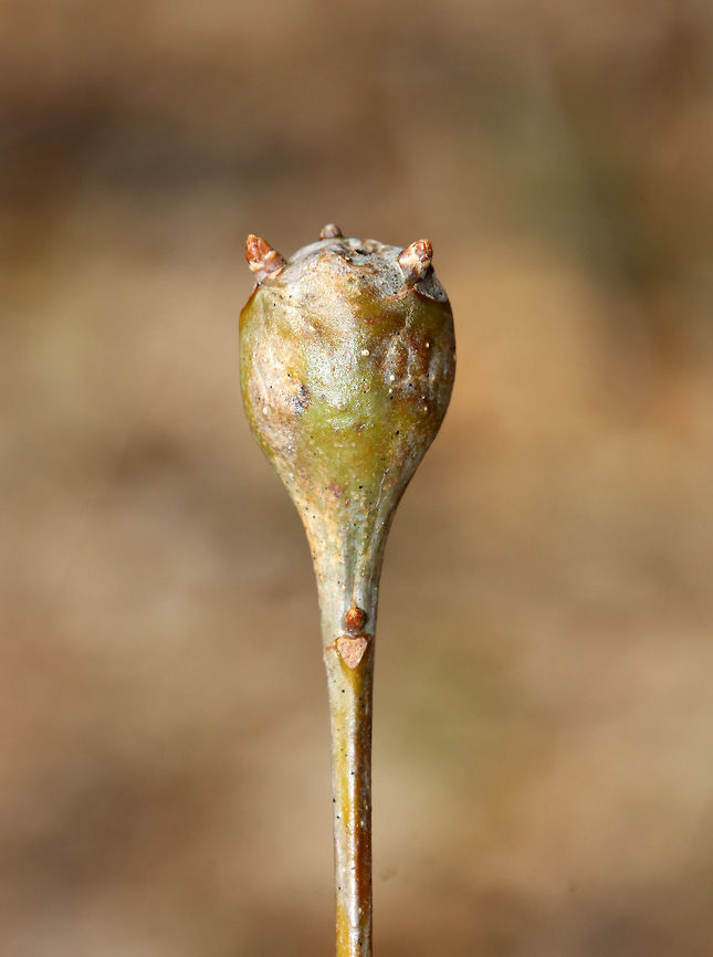 White Oak Club Gall - Callirhytis clavula Globular, terminal swellings on white oak (Quercus alba). Some of them had small, viable buds coming out of them.<br />
<br />
Habitat: Hardwood forest<br />
<figure class="photo"><a href="https://www.jungledragon.com/image/79311/white_oak_club_gall_-_callirhytis_clavula.html" title="White Oak Club Gall - Callirhytis clavula"><img src="https://s3.amazonaws.com/media.jungledragon.com/images/3232/79311_thumb.jpg?AWSAccessKeyId=05GMT0V3GWVNE7GGM1R2&Expires=1769040010&Signature=9KR6KelCVjqiuGqCj4IaFX3N1bI%3D" width="200" height="154" alt="White Oak Club Gall - Callirhytis clavula Globular, terminal swellings on white oak (Quercus alba). Some of them had small, viable buds coming out of them. In this shot, you can see an exit hole from a wasp.<br />
<br />
Habitat: Hardwood forest<br />
https://www.jungledragon.com/image/79310/white_oak_club_gall_-_callirhytis_clavula.html Callirhytis clavula,Geotagged,Spring,United States,White Oak Club Gall Wasp,gall" /></a></figure> Callirhytis clavula,Geotagged,Spring,United States,White Oak Club Gall Wasp,gall